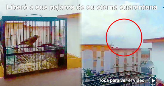 liberando pájaros