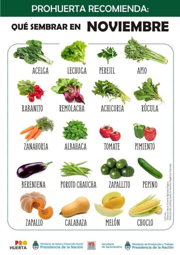 Huerta ¿Qué sembrar en cada mes del año en Argentina?