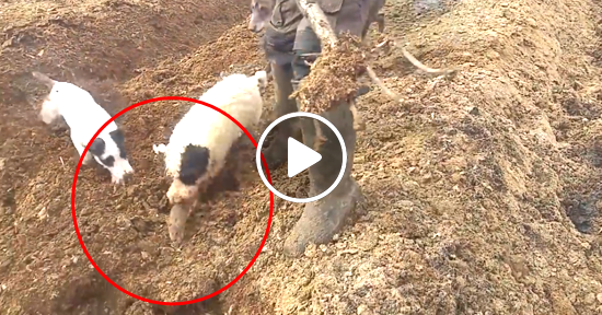 Invasión de ratas