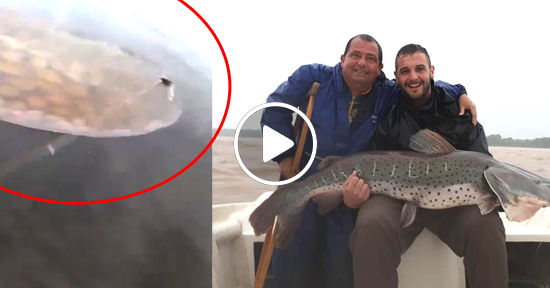 Pescan raya de 200 kilos y surubí de 40 kilos