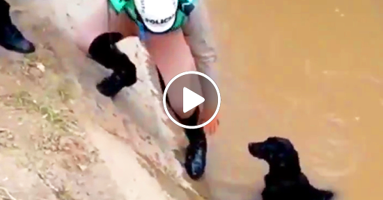 rescatando perros