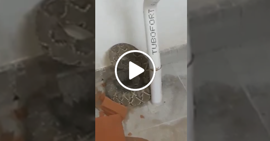 Cascabel en una escuela