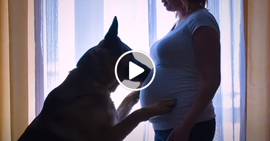 perro espera embarazo dueña