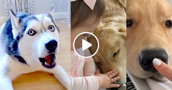 compilado perros