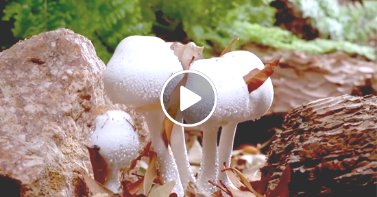 Naturaleza Sorprendente