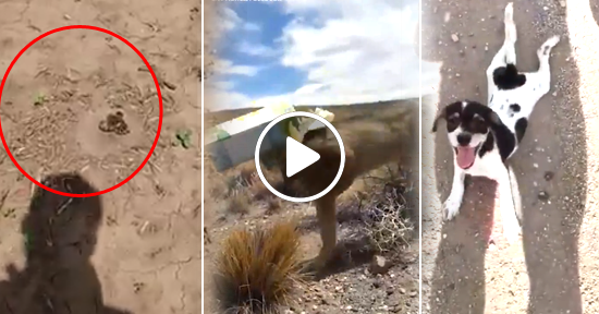 Rescatando Animales