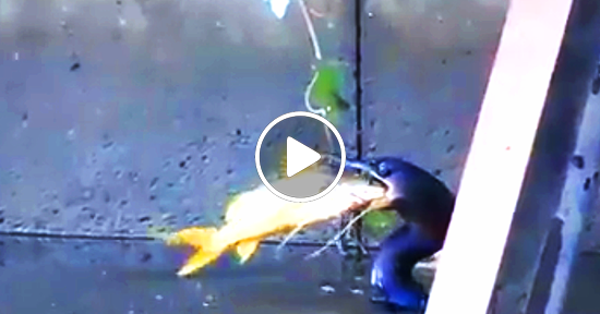 Biguá: Voracidad de un ave pescadora