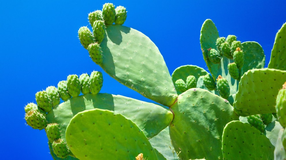 nopalñ