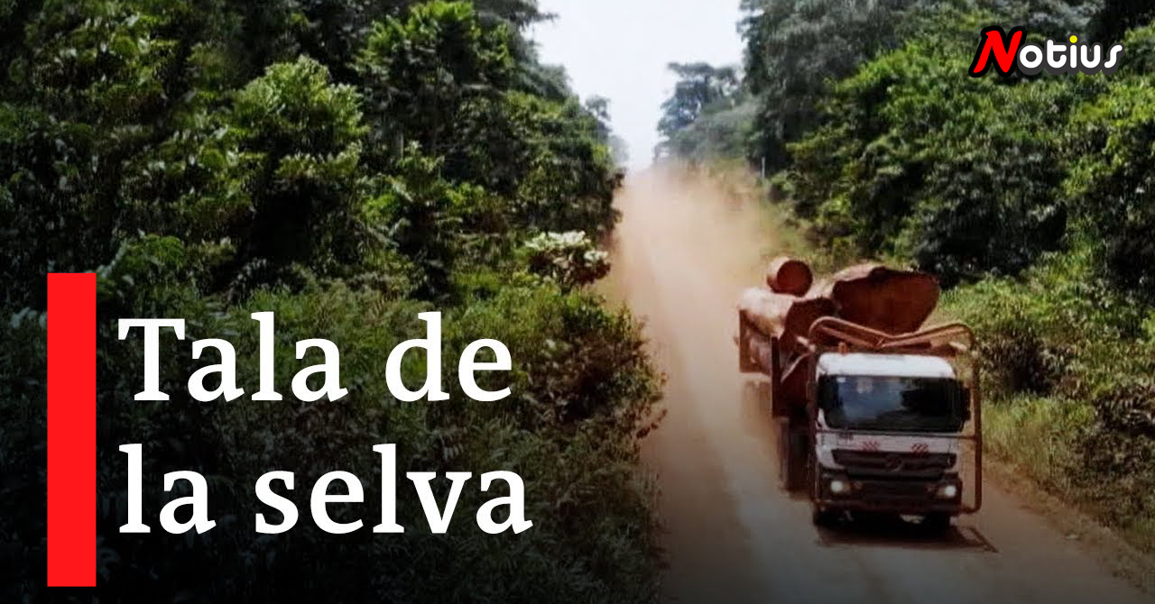 deforestación mundial