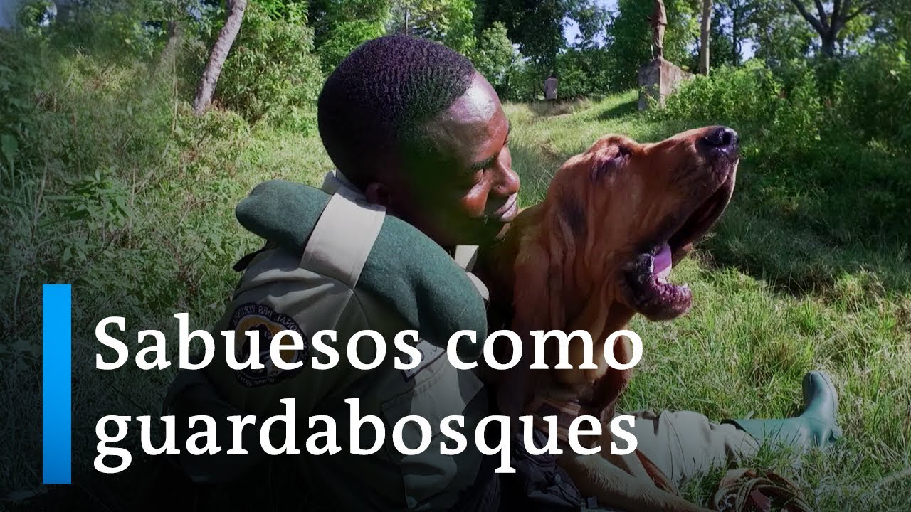 Sabuesos como guardaparques en Africa