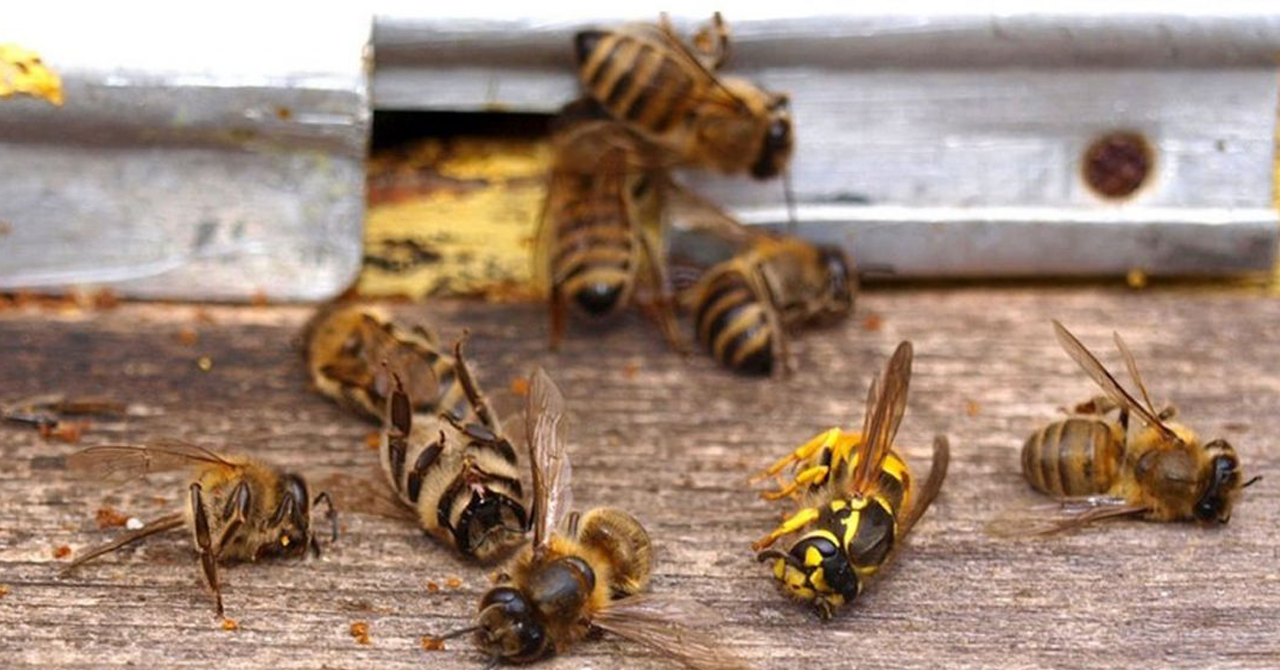 Muerte masiva de insectos