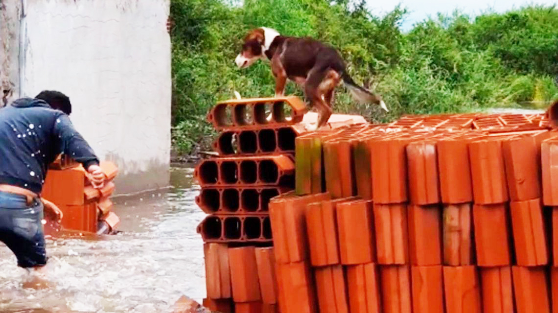 Perro sobre pila de ladrillos